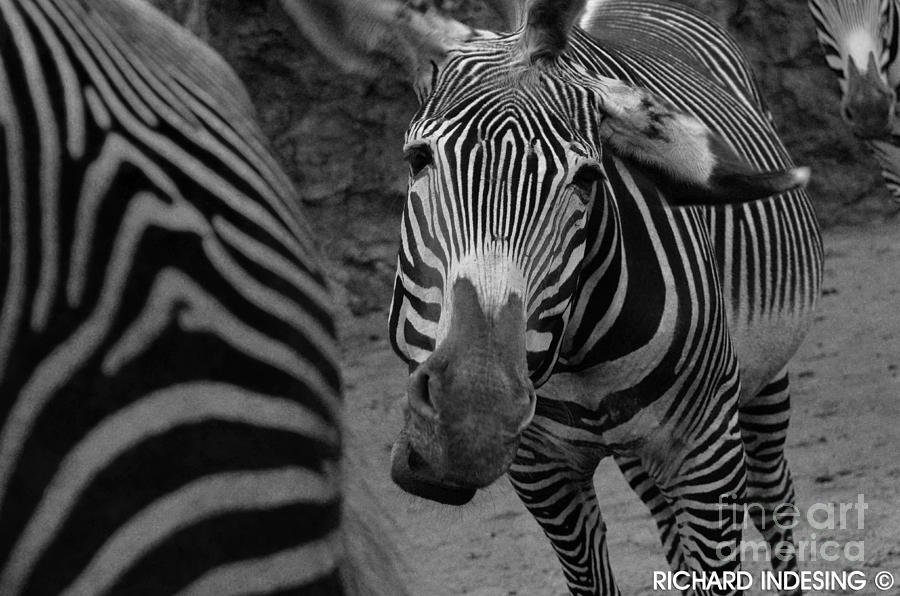 Herd Photograph - Zebra Sad by Richard Caicedo Herd Photograph - Zebra Sad by Richard Caicedo