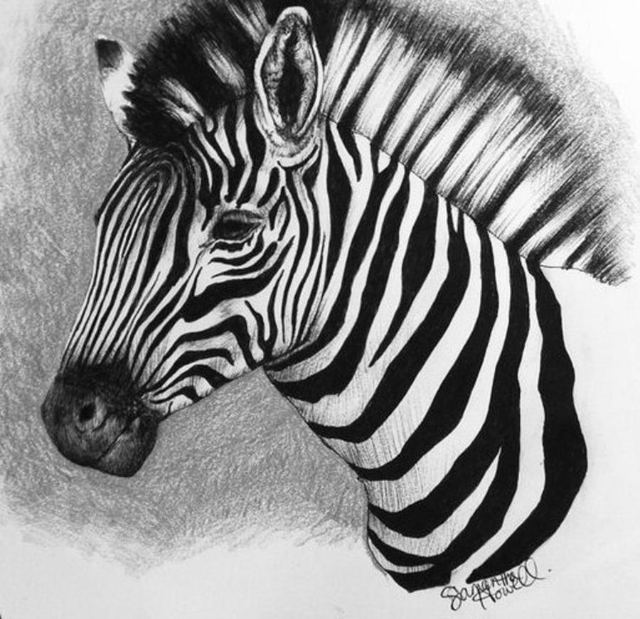 realistic kids zebra drawing easy