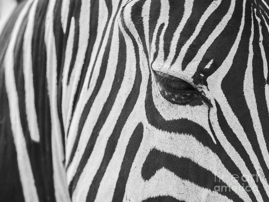 Zebra Skin Texture. Photograph by Anek Suwannaphoom