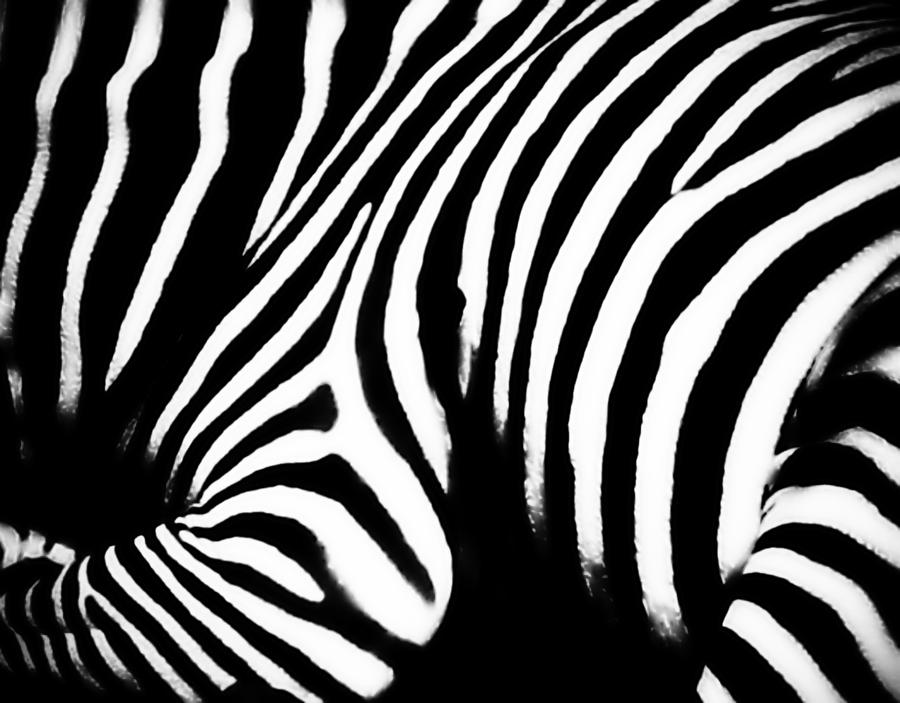 Zebra Stripes Photograph by Alma Yamazaki