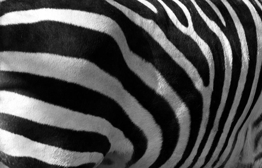 Zebra Stripes Photograph by Cindy Haggerty