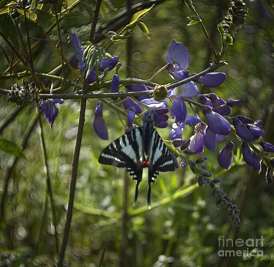 Zebra Swallowtail Butterfly 2 Photograph by Donna Brown