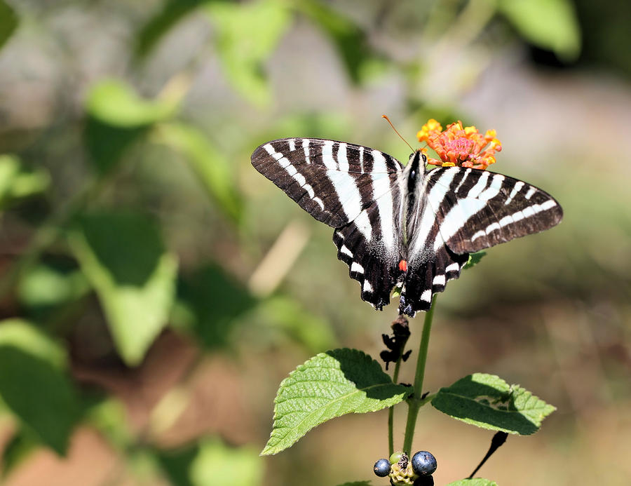 Zebra Swallowtail Photograph by Katherine White