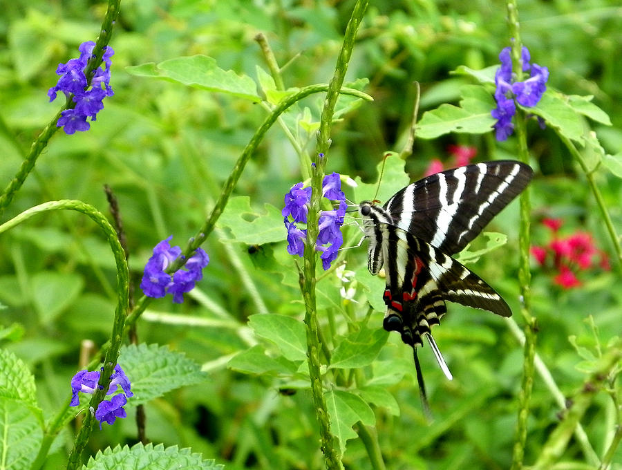 Zebra Swallowtail on Blue Porterweed Photograph by Judy Wanamaker