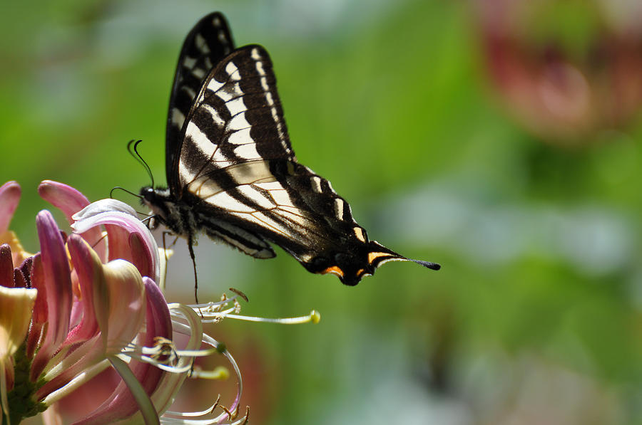 Zebra Swallowtail sipping Honeysuckle Photograph by Ronda Broatch