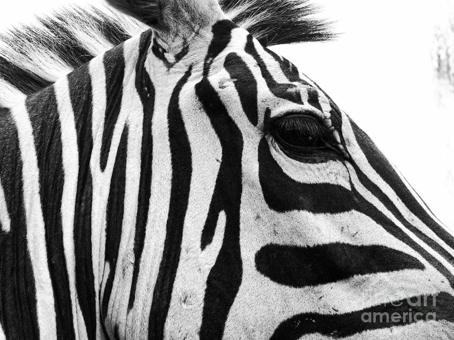 Zebra Photograph by Traci Cottingham