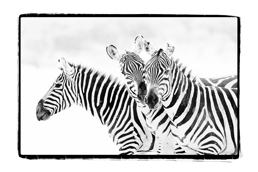 Zebra Trio Photograph by Mike Gaudaur