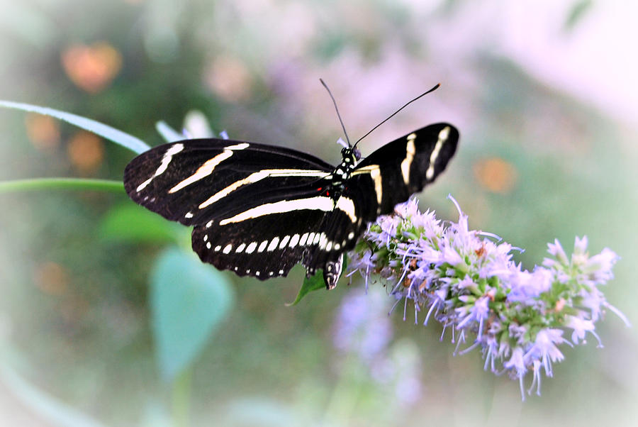 Zebra Wings Photograph by Lora Mercado
