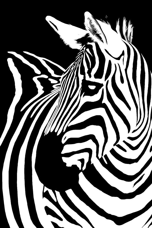 Zebra Works by Janet Fikar