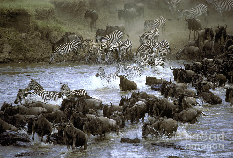Zebras And Wildebeest Crossing River Photograph by Greg Dimijian