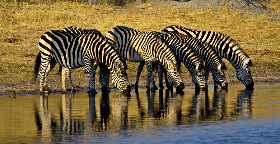 Zebra Photograph - Zebras at waterhole by Bruce Colin