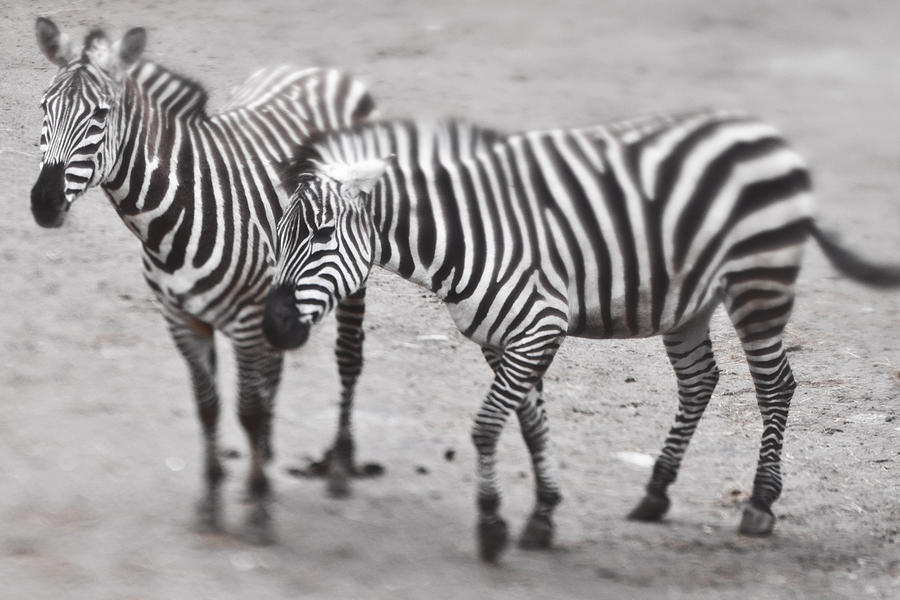 Zebras Photograph by Christopher Kulfan