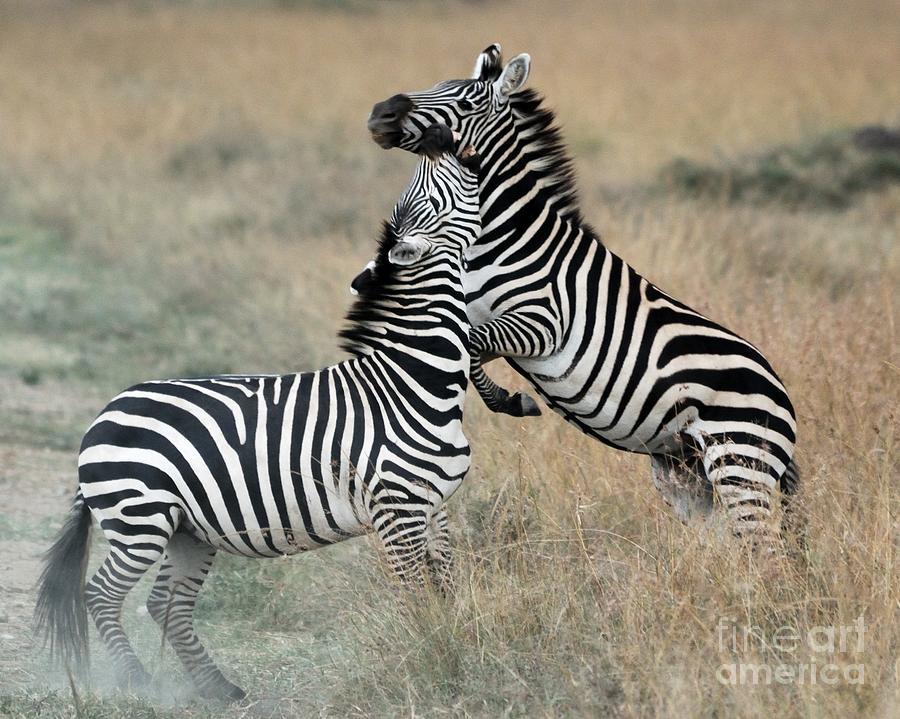 Zebras Fighting Photograph by Alan Clifford
