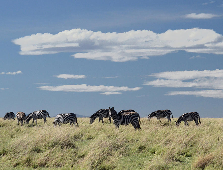 Zebras Grazing Kenyan Sky Photograph by Tom Wurl