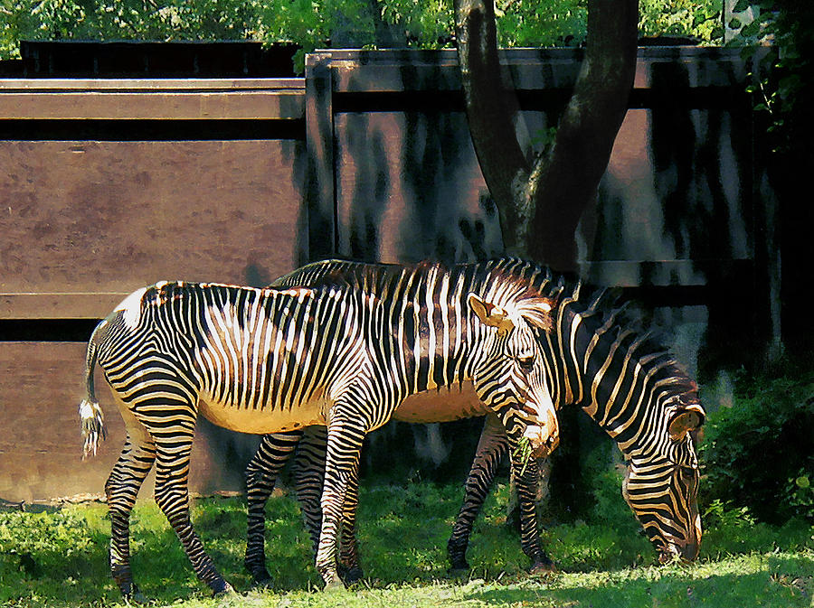 Zebras Having A Snack Photograph by Susan Savad
