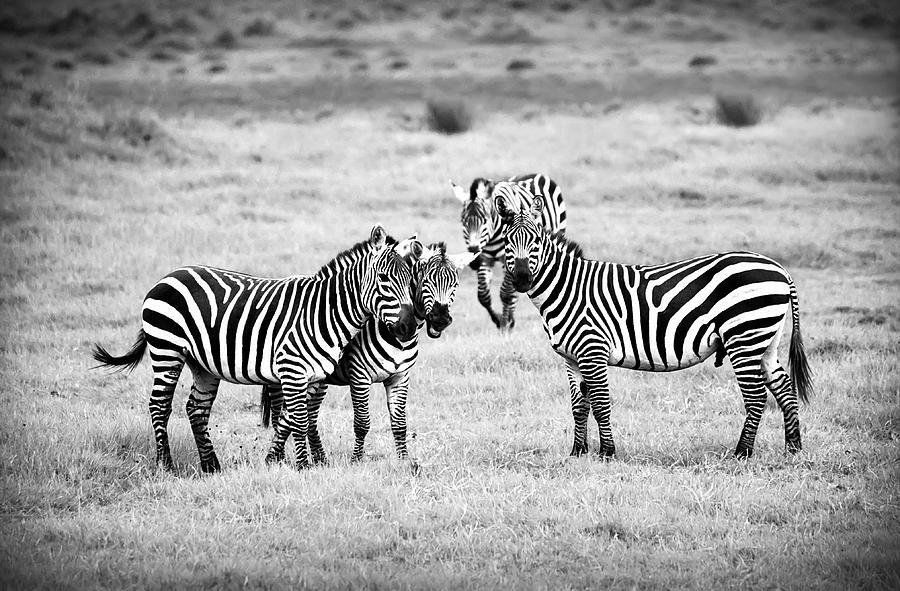 Zebras in Black and White Photograph by Sebastian Musial