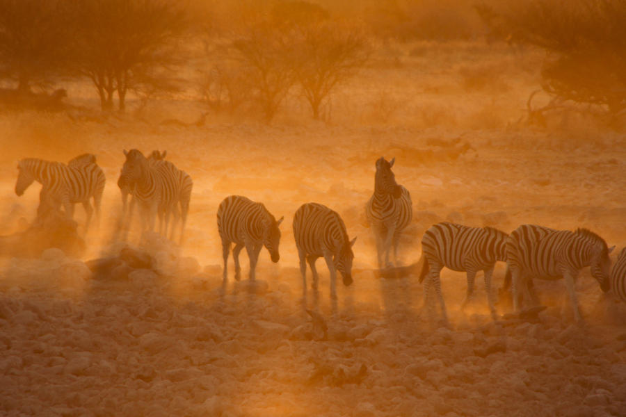 Zebras in the Dust Photograph by Michele Burgess