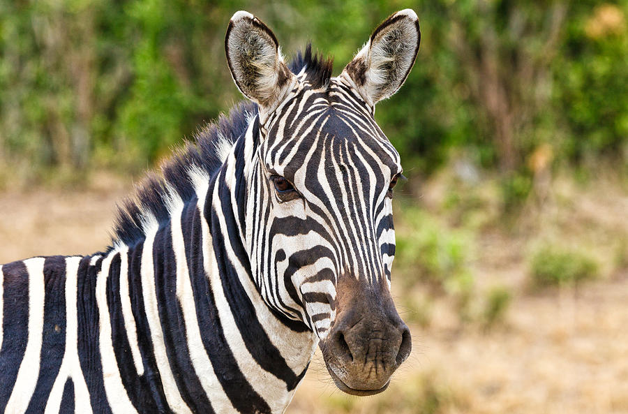 Zebras in the Masai Mara Photograph by Perla Copernik