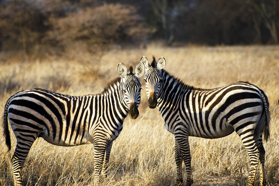 Zebras in the Morning Light Photograph by Marion McCristall
