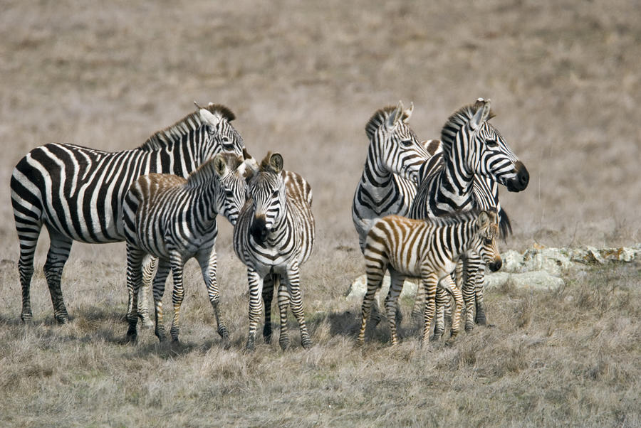 Zebras On The Hearst Castle Property Photograph by Rich Reid