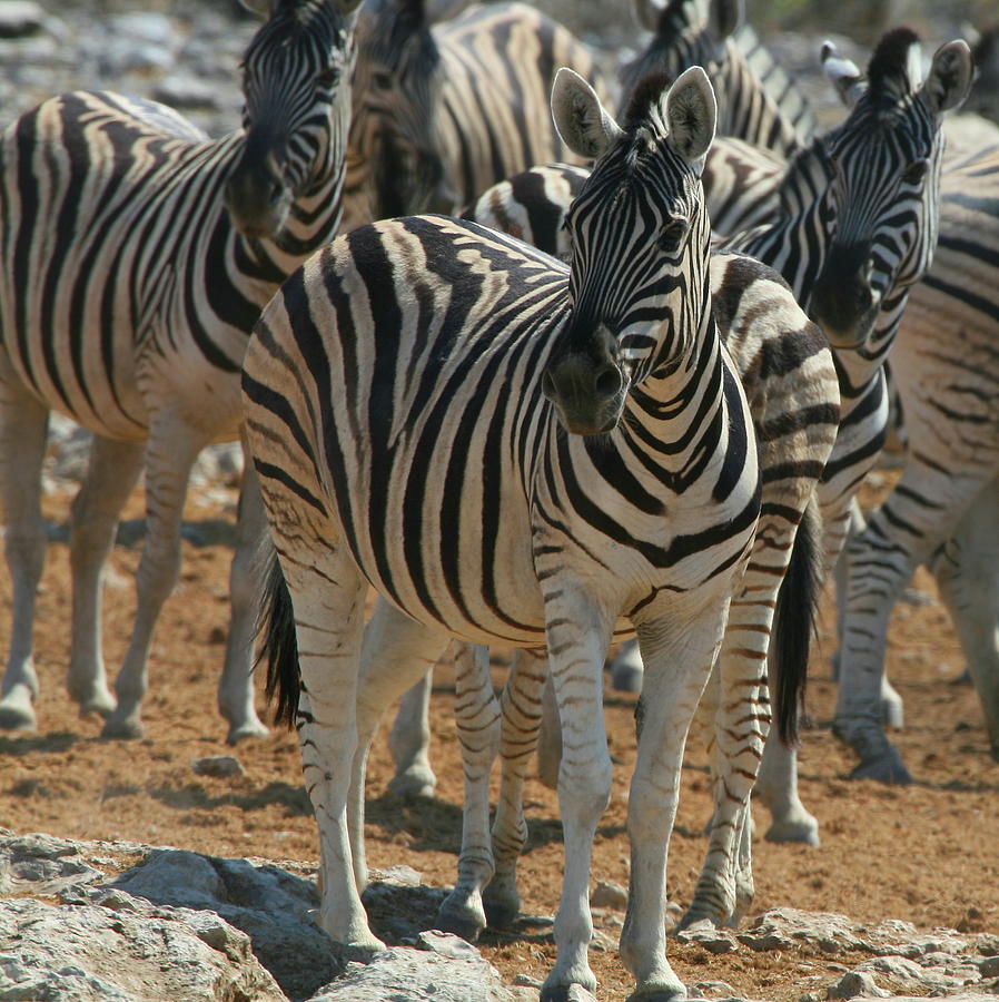 Zebras Squared Photograph by Bruce J Robinson