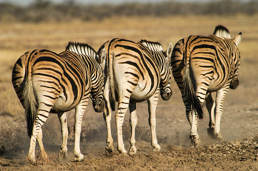 Zebras three Photograph by Alistair Lyne