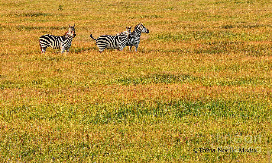 Zebra Photograph - Zebras by Tonia Noelle