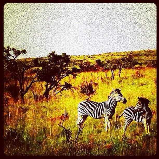 Wildlife Photograph - Zedbra #southafrica #safari #zebra by Cara Lewis