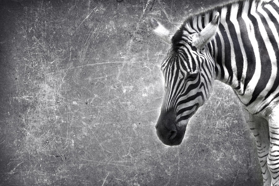 Zebra Photograph - Zeeeeeeebra by Rebecca Cozart