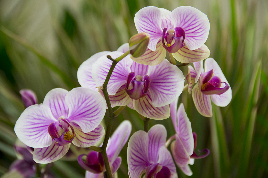 Orchid Photograph - Zen Garden by Angelina Tamez