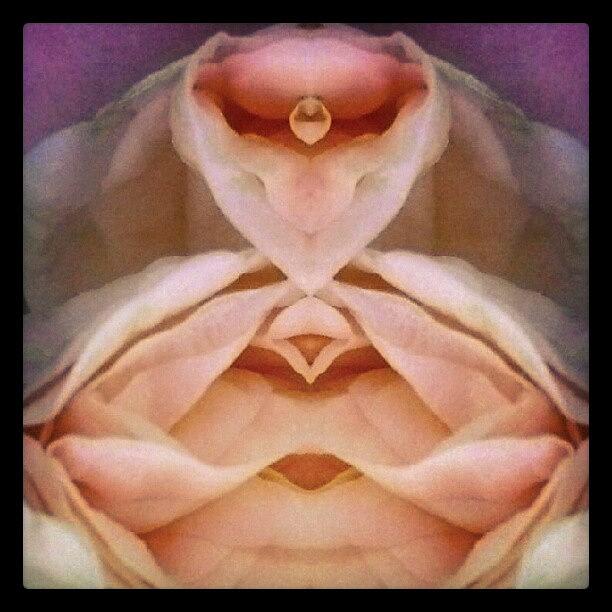 Abstract Photograph - Zen Petals #abstract #android #art by Marianne Dow