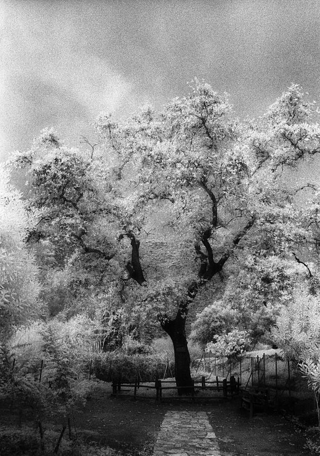 Zeus Plane-tree Photograph
