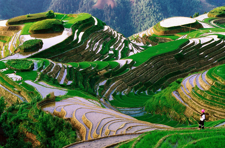 Zhuang Minority Girl In Terraced Rice Paddies, Long Ji, Guangxi, China ...