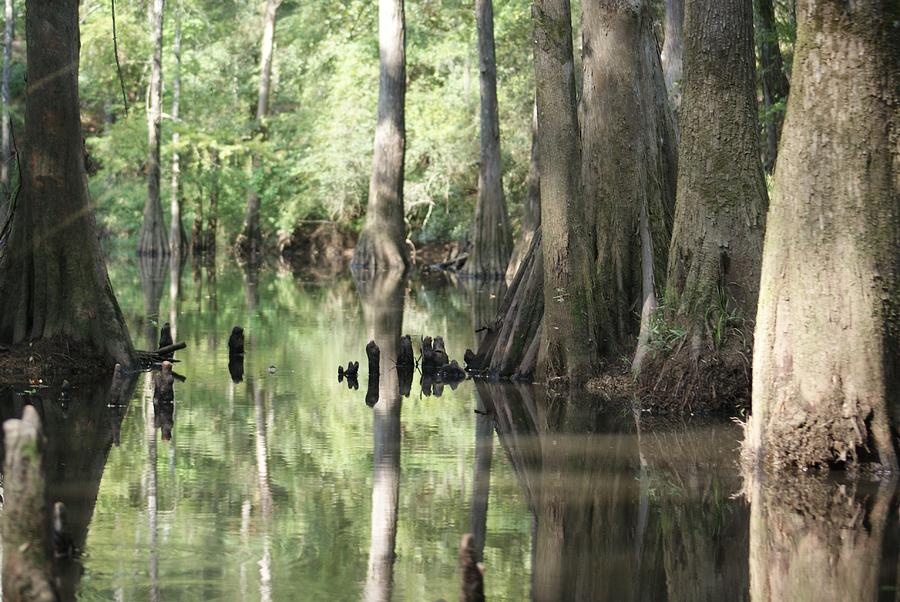 Zigzag Light Reflections on the Bayous Photograph by Theresa Harrington ...