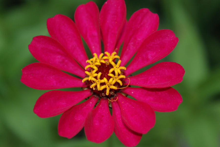 Zinnia a Blaze Photograph by Leigh Hueman | Fine Art America