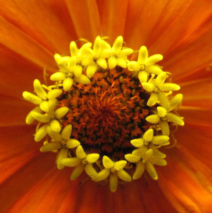 Zinnia Crown Photograph by Life Makes Art