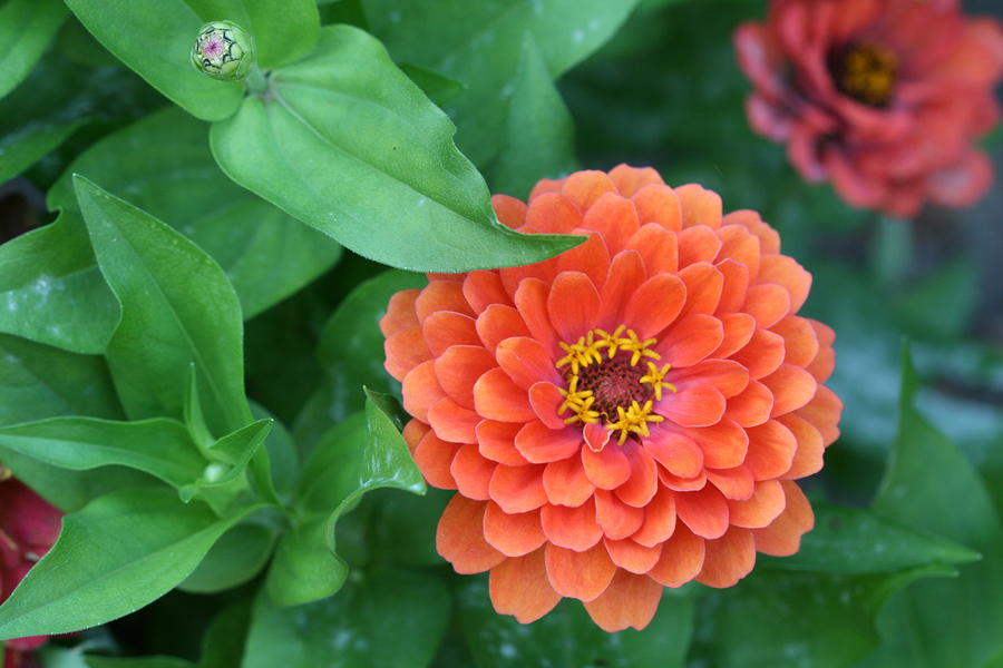 Zinnias Photograph - Zinnia Flower Stages of Life by Bonnie Boden Zinnias Photograph - Zinnia Flower Stages of Life by Bonnie Boden