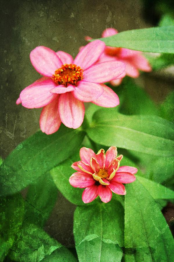 Flower Photograph - Zinnia Flowers by Cathie Tyler