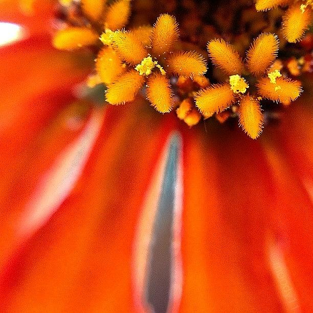 Zinnia For The #macro_power_hour Photograph by Rebekah Moody