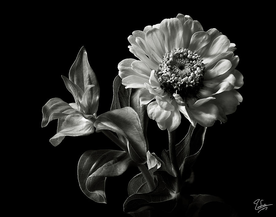 Zinnia in Black and White Photograph by Endre Balogh