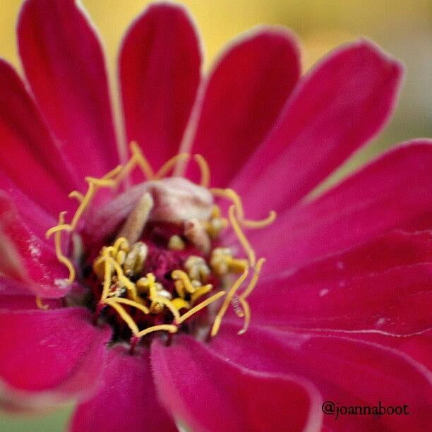 Bd Photograph - Zinnia Not Too Affected By The Frost by Joanna Boot