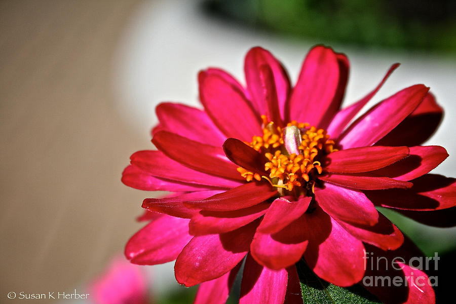 Summer Photograph - Zinnia Personality by Susan Herber