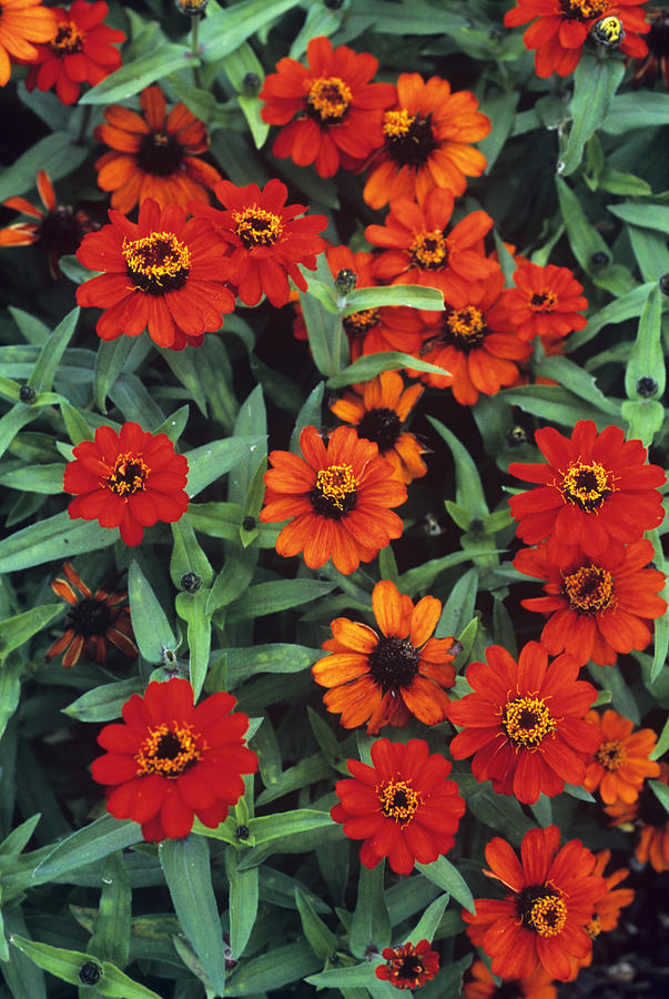 Zinnia 'profusion Fire' Photograph by Adrian Thomas - Pixels