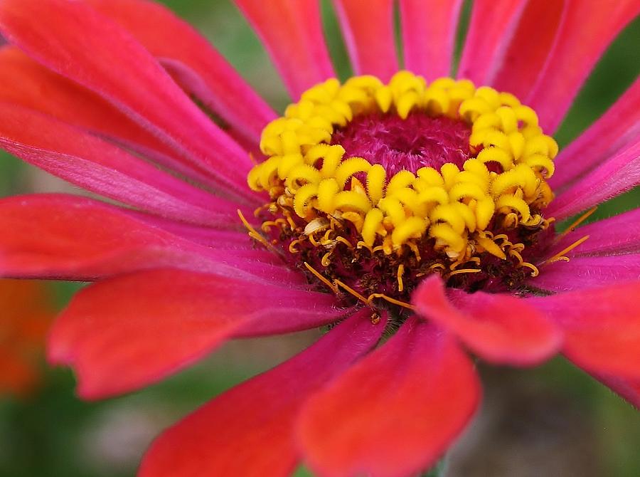 Zinnia Surprise Photograph by Bruce Bley