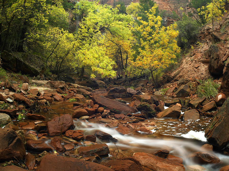 Zion Canyon Near Emerald Pools Zion Photograph by Tim Fitzharris