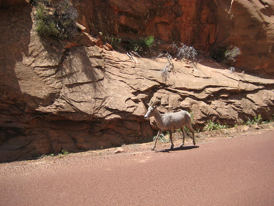 wandering goat mt zion il