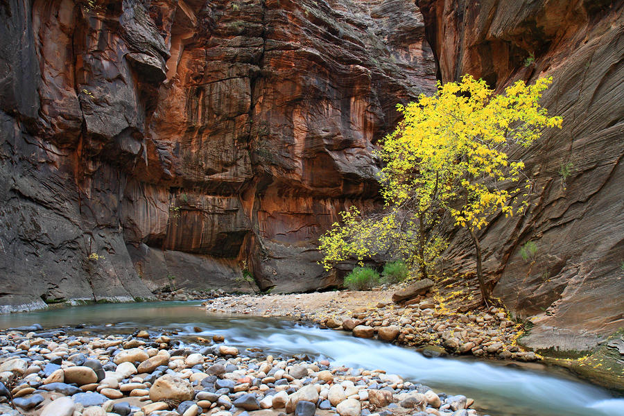 Zions Virgin river in Autumn Photograph by Pierre Leclerc Photography