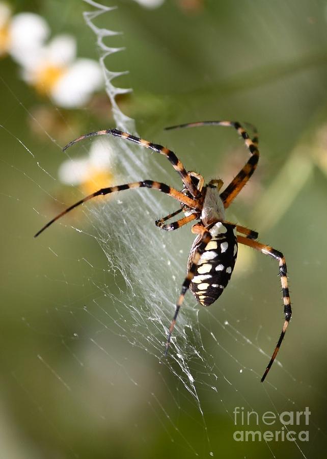 Spider Photograph - Zipper Spider in the Swamp by Carol Groenen