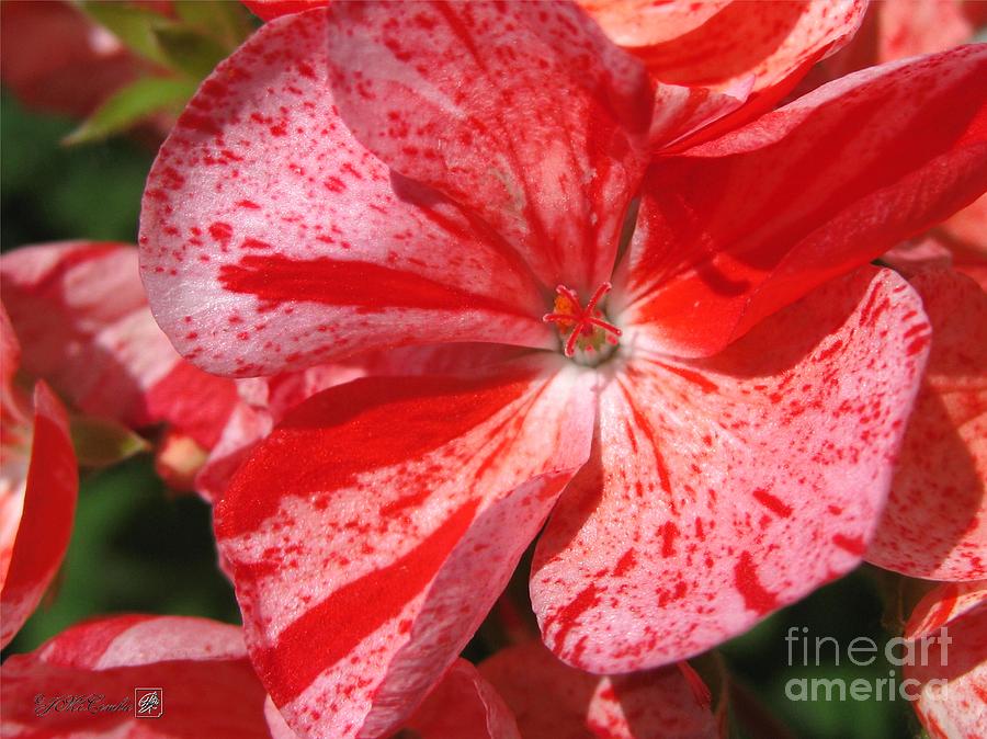 Nature Photograph - Zonal Geranium named Mosaic Red by J McCombie