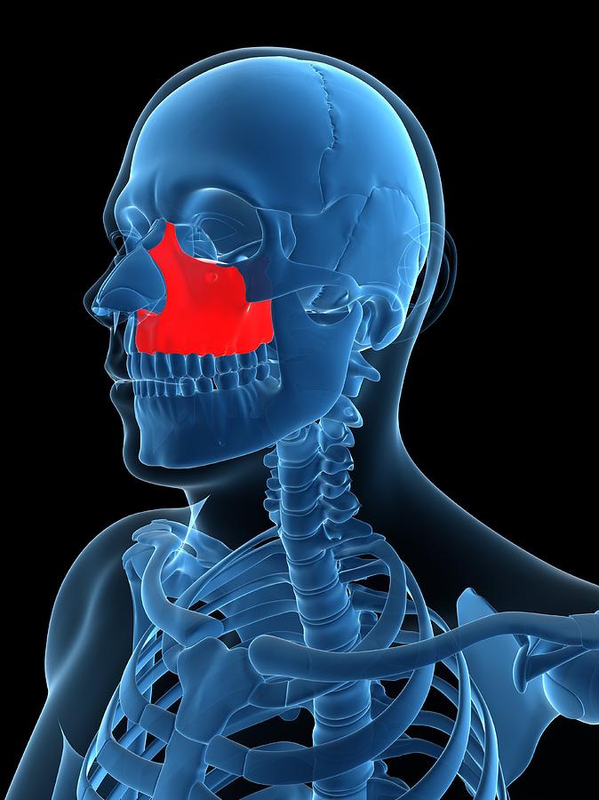 Zygomatic Bone, Artwork Digital Art by Sciepro Zygomatic Bone, Artwork Digital Art by Sciepro